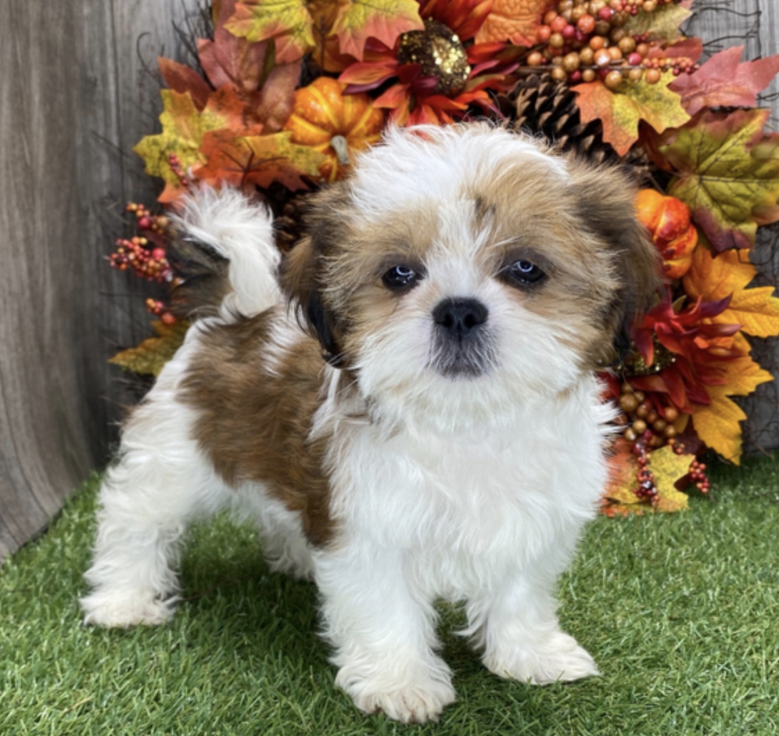 comprar cachorros sanos, baratos y asequibles para la venta